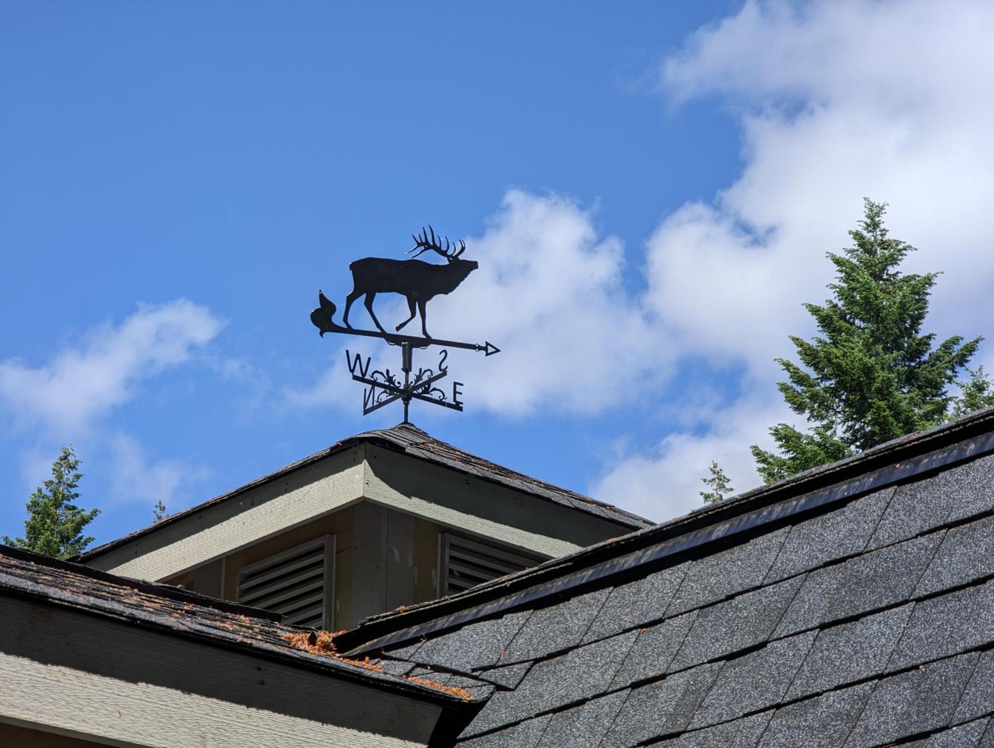 Bugling Elk *